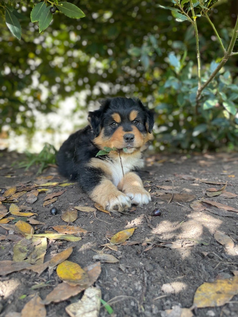 Des Perles Du Lac - Chiot disponible  - Berger Australien