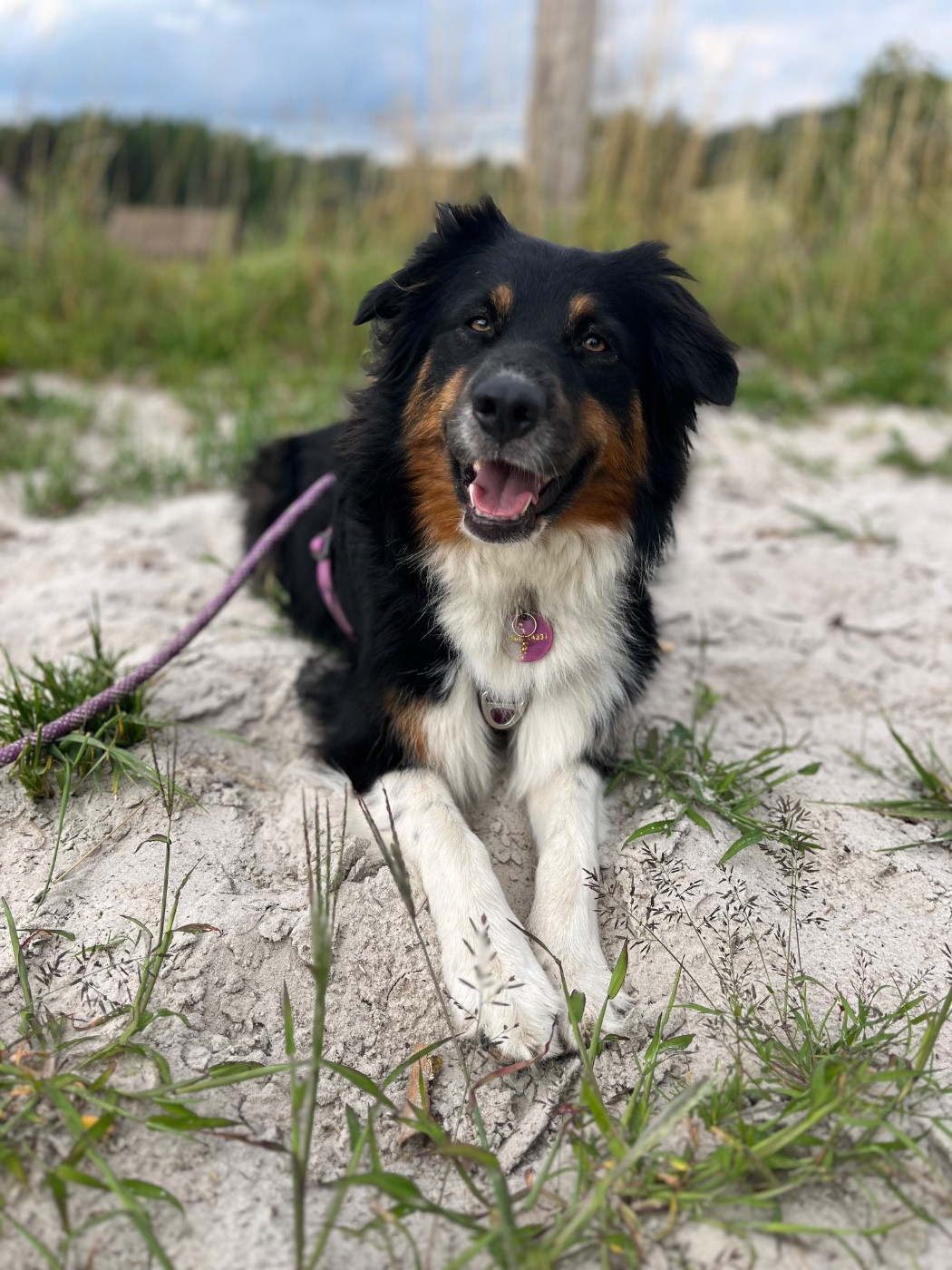 Skitty Des Perles Du Lac