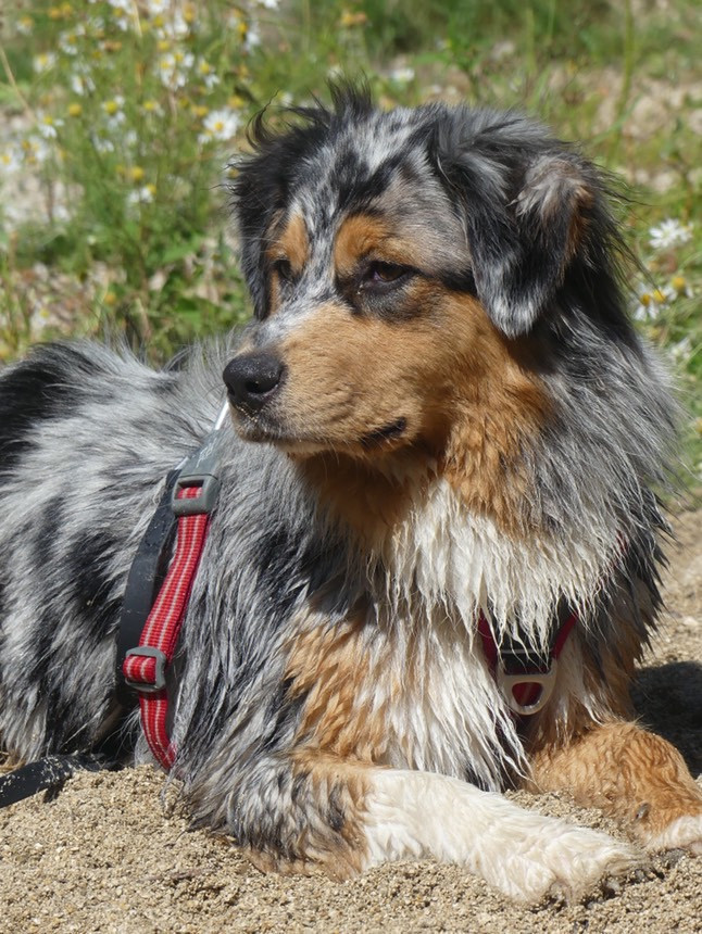 Vedette Des Perles Du Lac