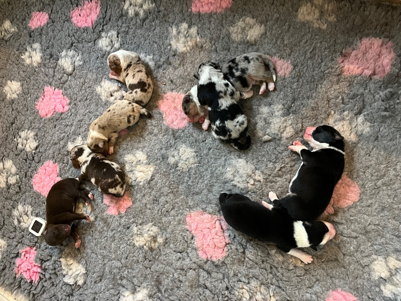 Chiots disponibles pour février 2026