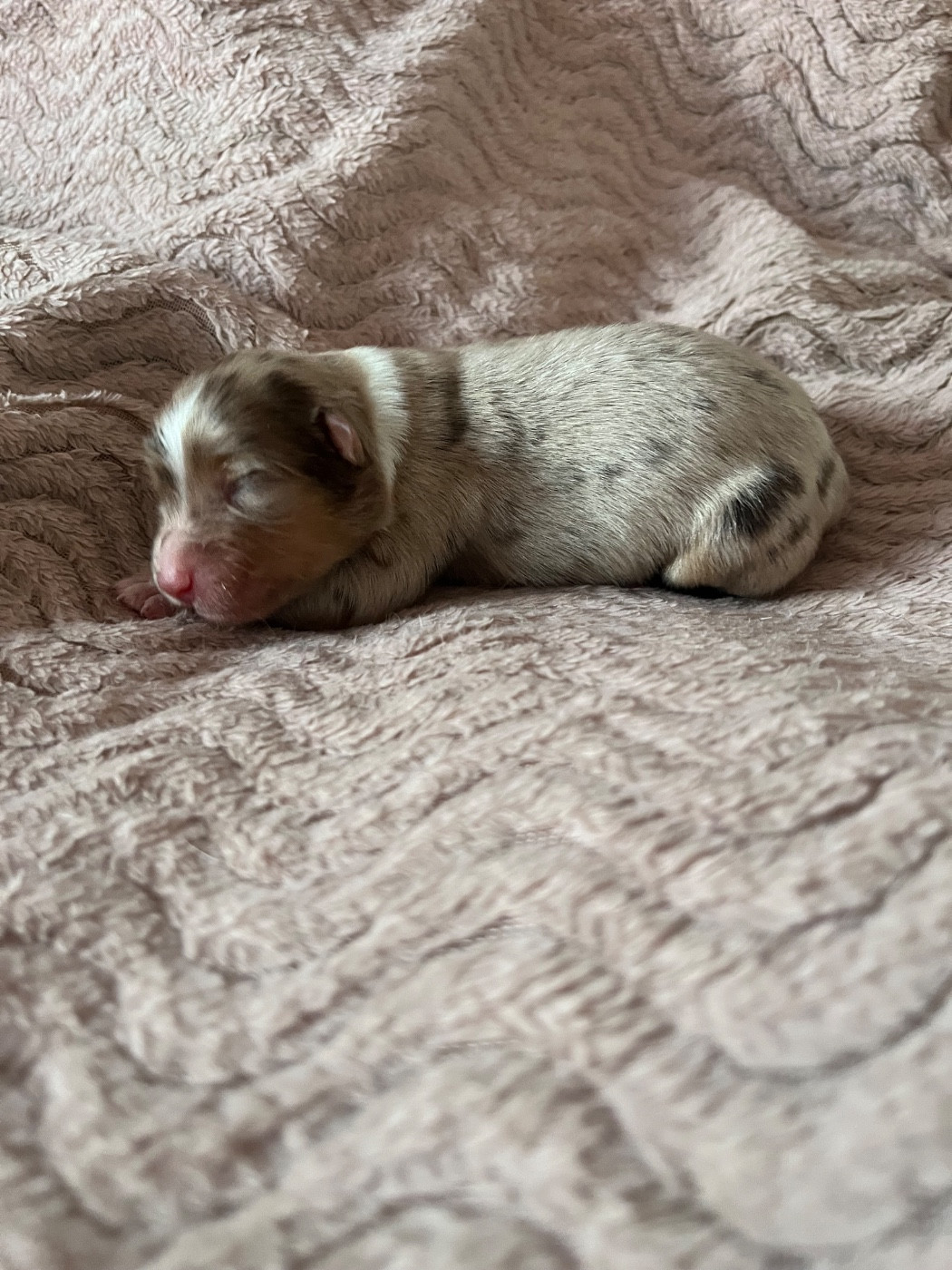 Des Perles Du Lac - Chiots disponibles - Berger Australien