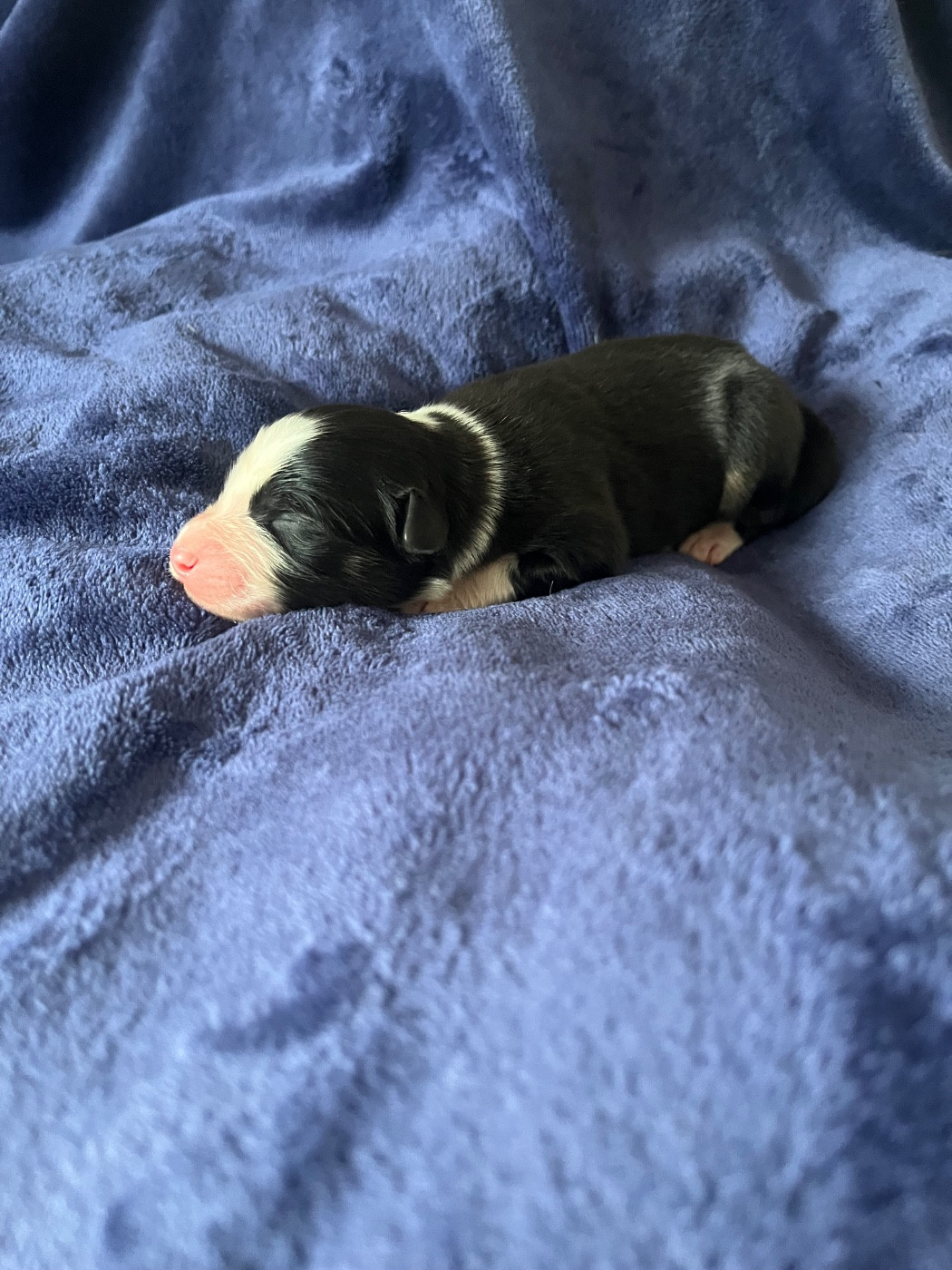 Des Perles Du Lac - Chiots disponibles - Berger Australien