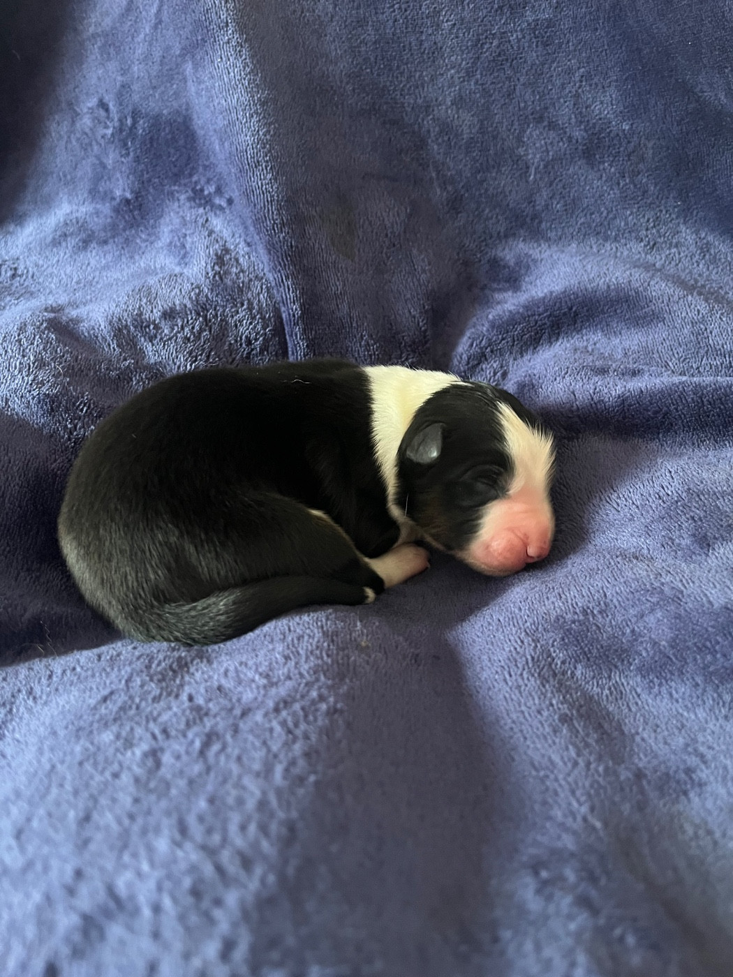 Des Perles Du Lac - Chiots disponibles - Berger Australien