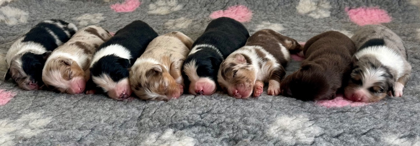 Des Perles Du Lac - Berger Australien - Portée née le 29/11/2025
