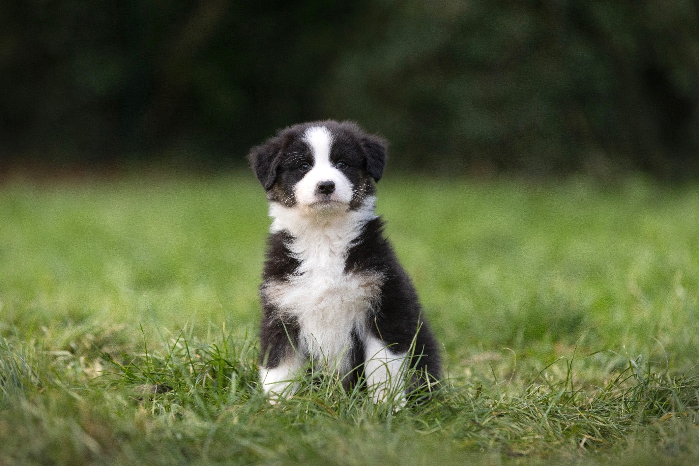 Des Perles Du Lac - Chiots disponibles - Berger Australien