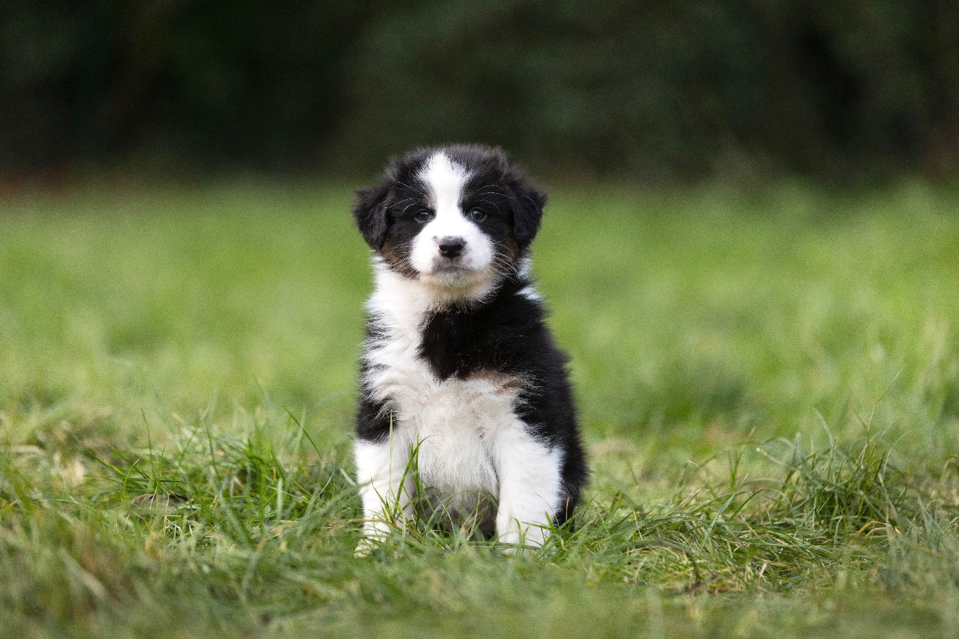 Des Perles Du Lac - Chiots disponibles - Berger Australien