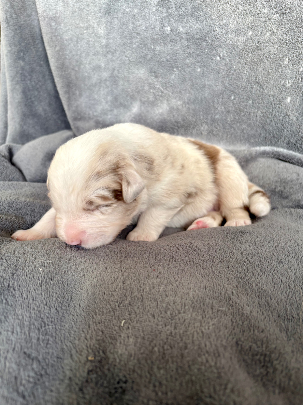 Des Perles Du Lac - Chiots disponibles - Berger Australien