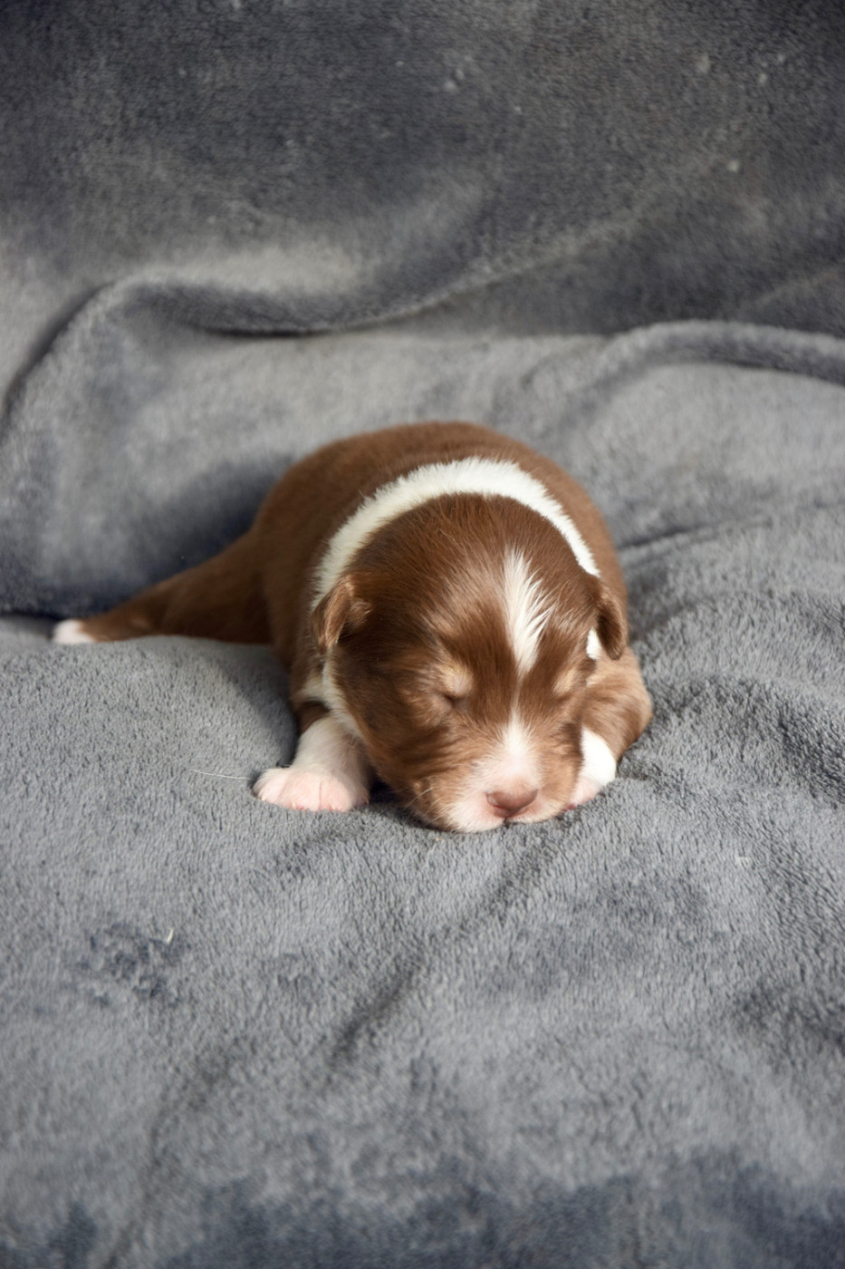 Des Perles Du Lac - Chiots disponibles - Berger Australien
