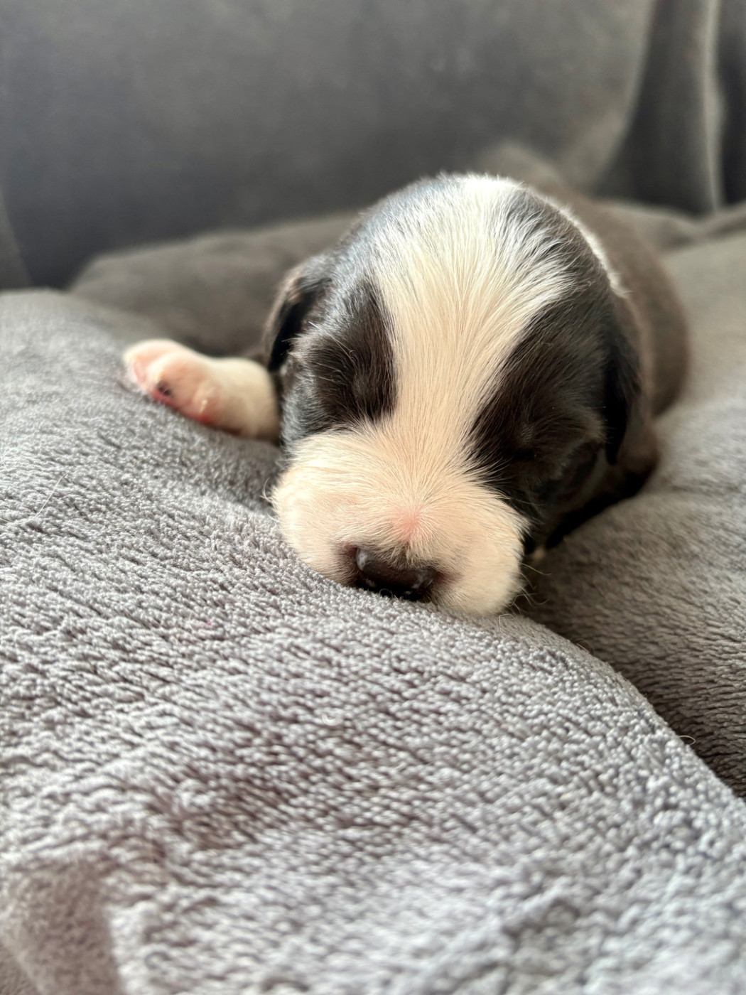 Des Perles Du Lac - Chiots disponibles - Berger Australien