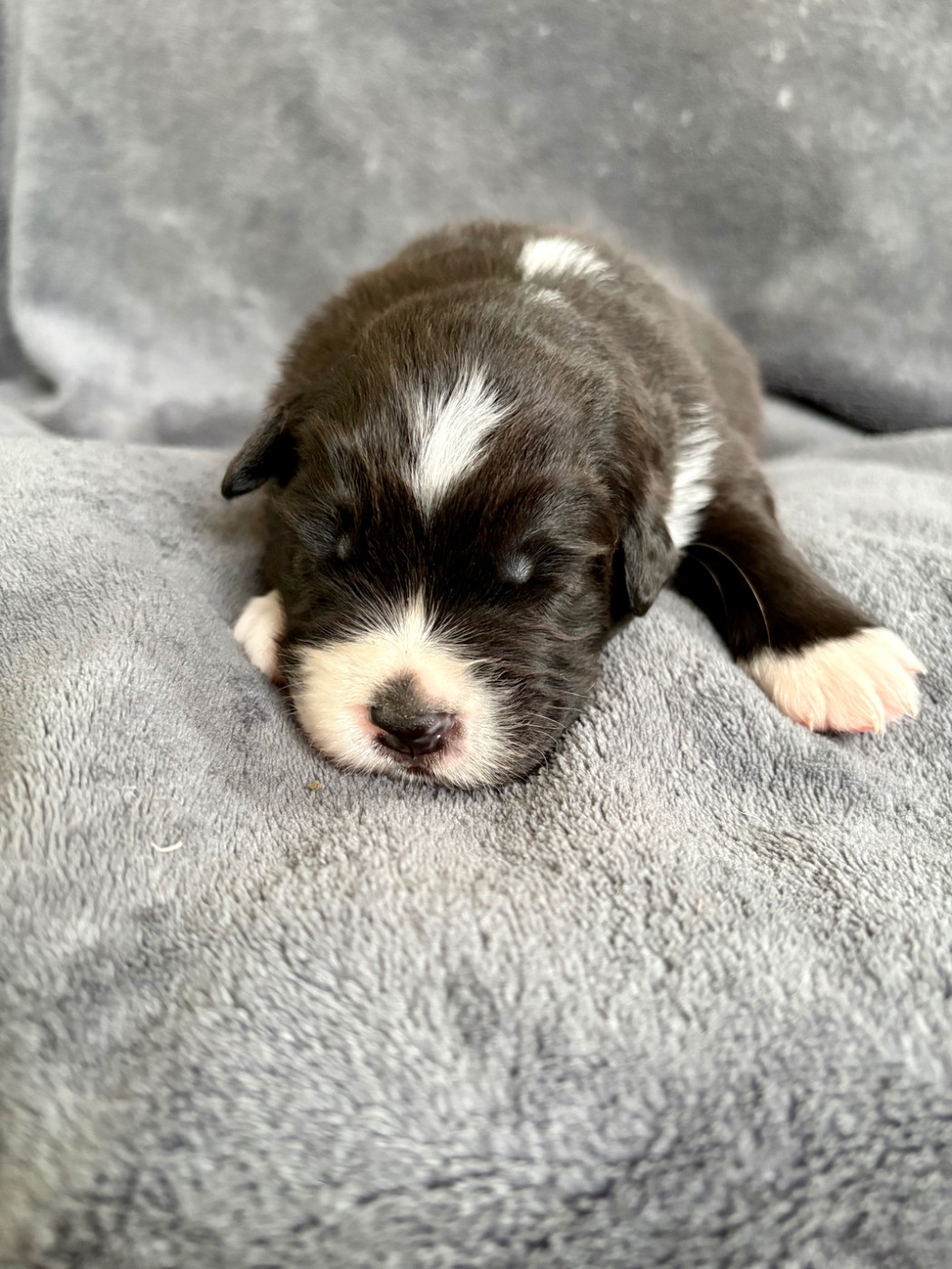 Des Perles Du Lac - Chiots disponibles - Berger Australien