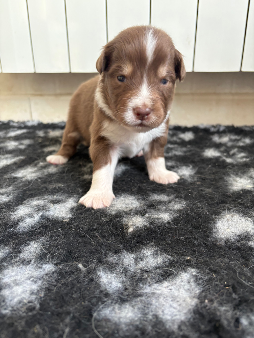Des Perles Du Lac - Chiots disponibles - Berger Australien