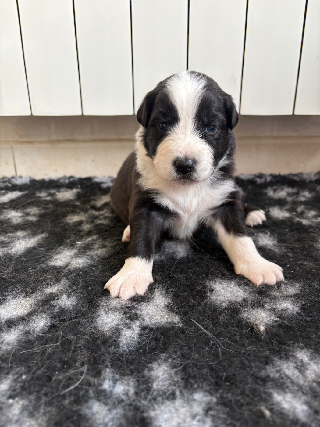 Des Perles Du Lac - Chiots disponibles - Berger Australien
