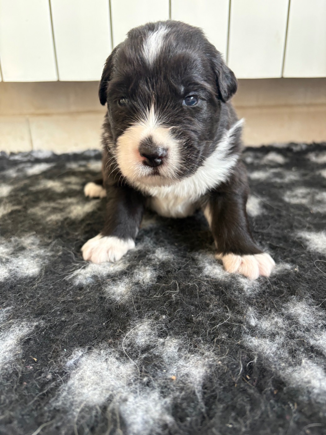 Des Perles Du Lac - Chiots disponibles - Berger Australien