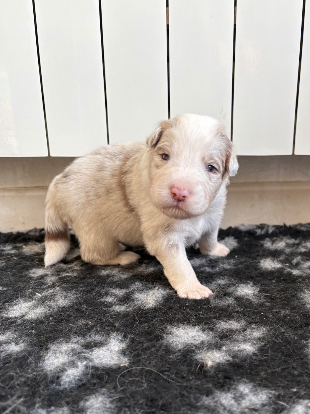 Des Perles Du Lac - Chiots disponibles - Berger Australien