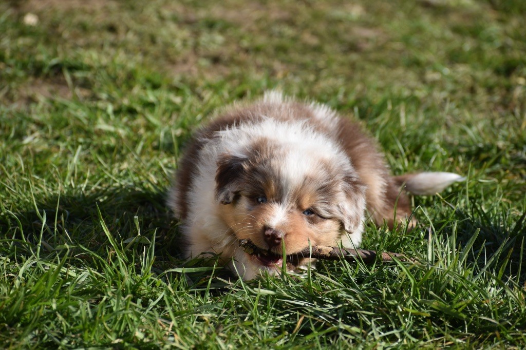 Des Perles Du Lac - Chiots disponibles - Berger Australien