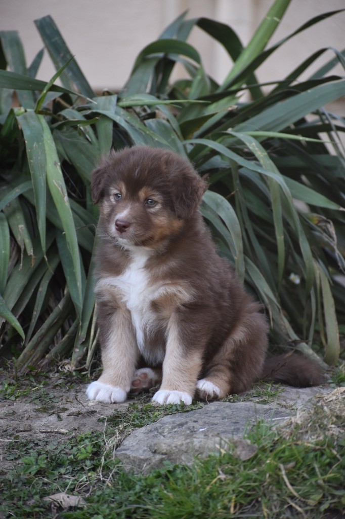 Des Perles Du Lac - Chiots disponibles - Berger Australien