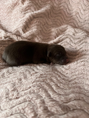 Femelle rouge tricolore