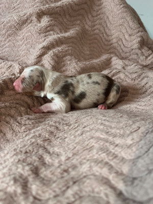 Femelle rouge merle 1