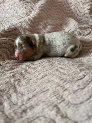 Femelle rouge merle 2