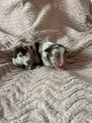 Femelle rouge merle 3