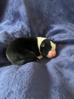 Mâle noir tricolore 2