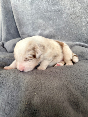 Mâle rouge merle