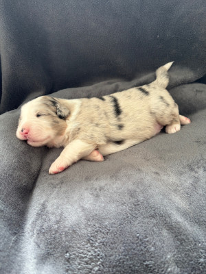 Femelle bleu merle