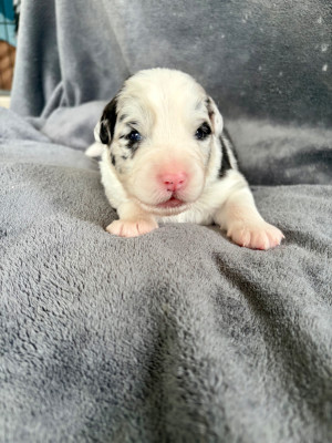 Femelle bleu merle 2